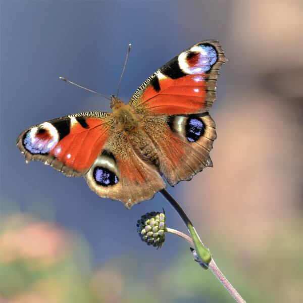 Schmetterling Tagpfauen­auge