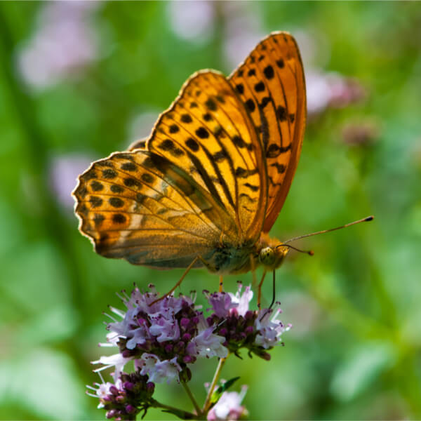 Schmetterling Kaisermantel