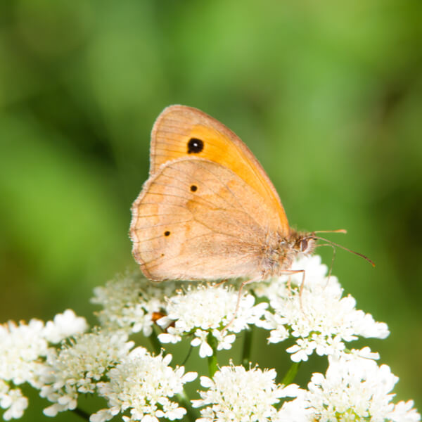 Schmetterling Grosses Ochsenauge