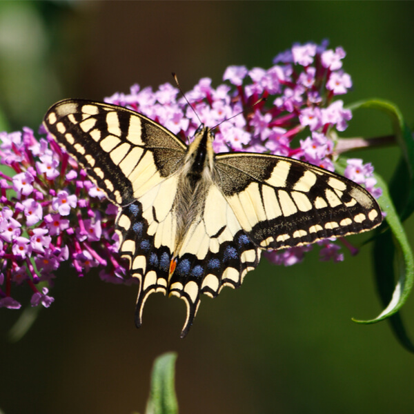 Schmetterling Schwalben­schwanz