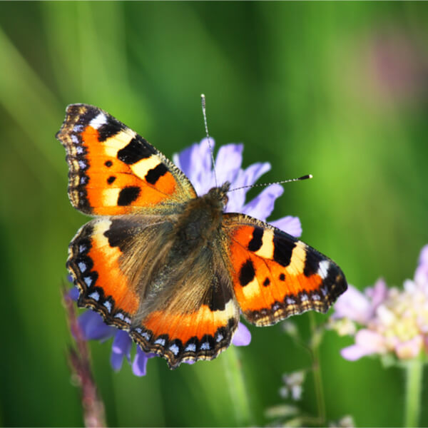 Schmetterling Kleiner Fuchs