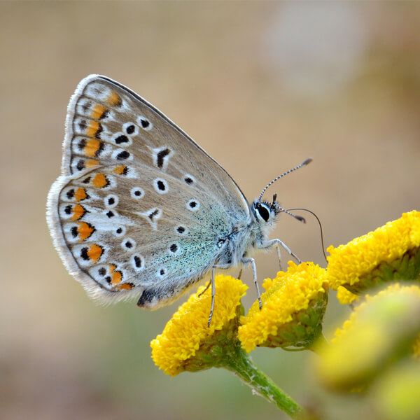 Schmetterling Bläuling