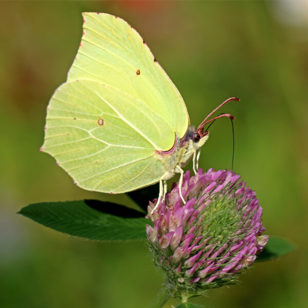 Schmetterling Zitronenfalter