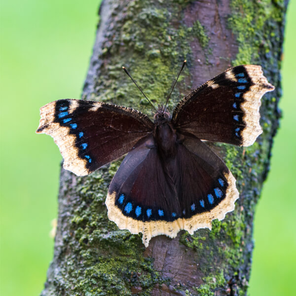 Schmetterling Trauermantel