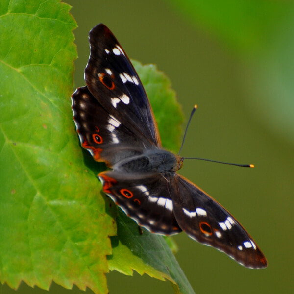 Schmetterling Schillerfalter