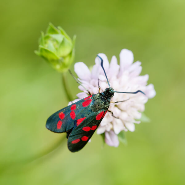 Schmetterling Widderchen