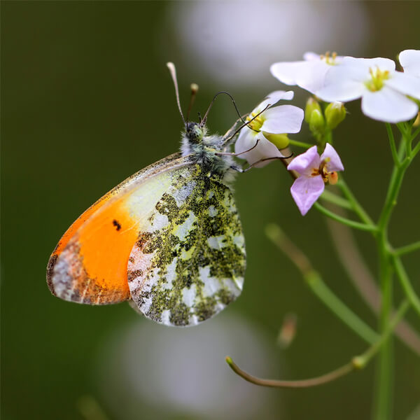 Schmetterling  Aurorafalter