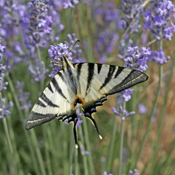 Schmetterling Segelfalter