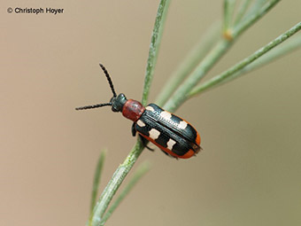 Spargelhähnchen