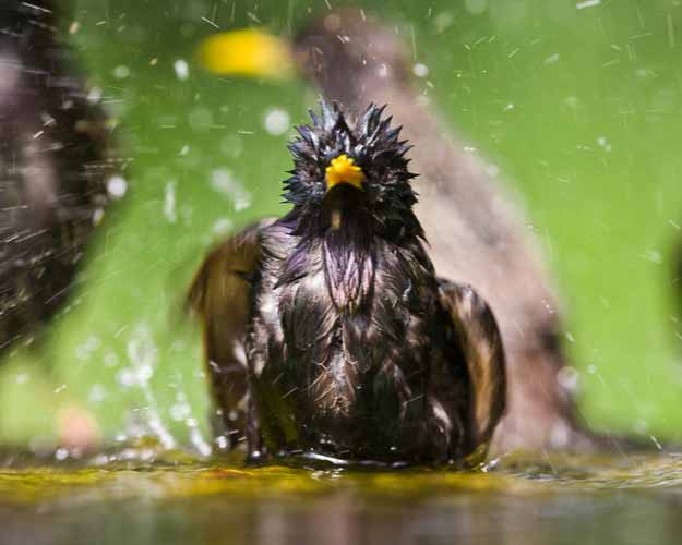 Star beim Baden