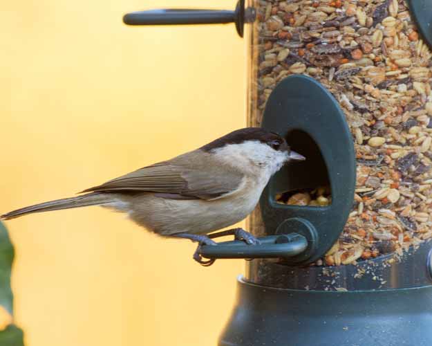 Sumpfmeise an Futtersäule