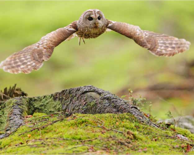 Fliegender Waldkauz