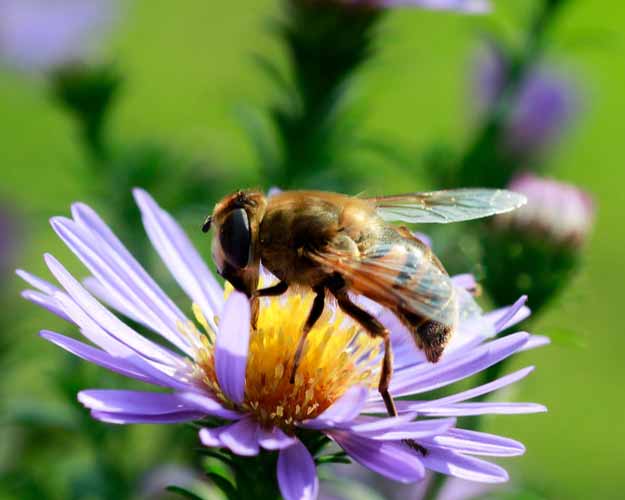 Wildbienen unterstützen