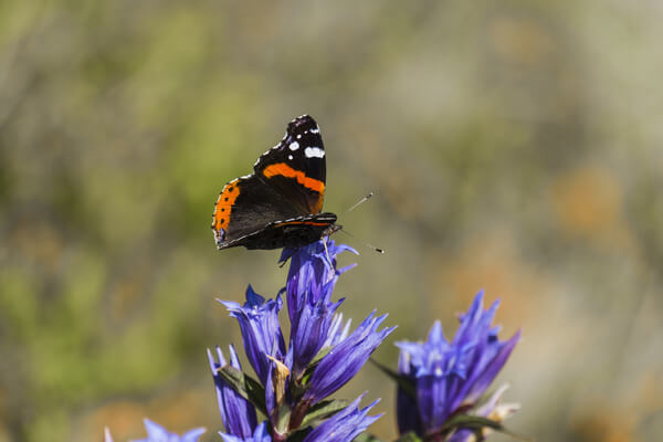 Admiral (Vanessa atalanta)