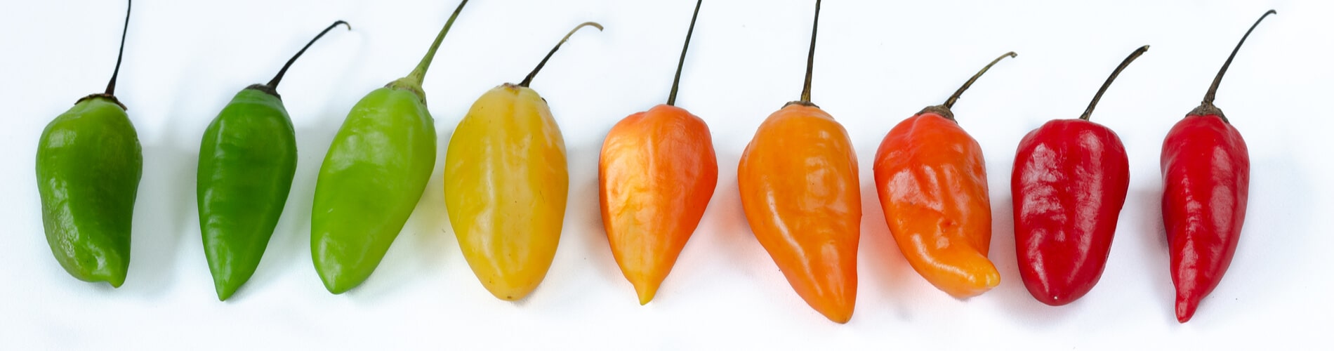 Aji-Chilis (Capsicum baccatum): Anzucht, Pflege und Verwendung