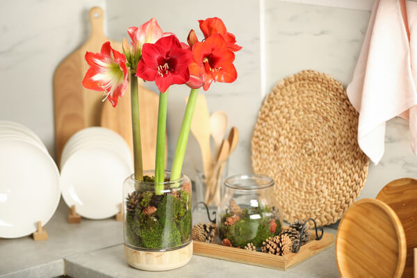 Amaryllis in der Küche