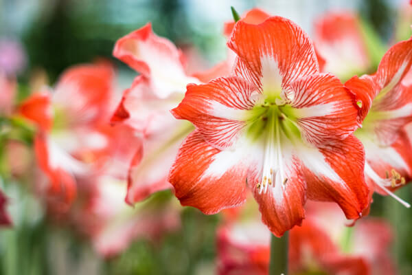 Amaryllis rot-weiss