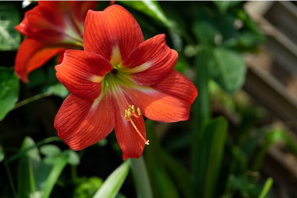 Amaryllis rot