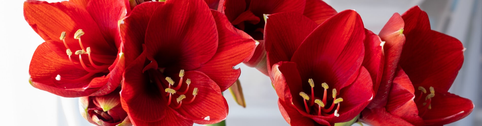 Amaryllis: Die richtige Pflege durchs ganze Jahr