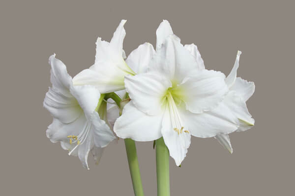 Amaryllis weiss