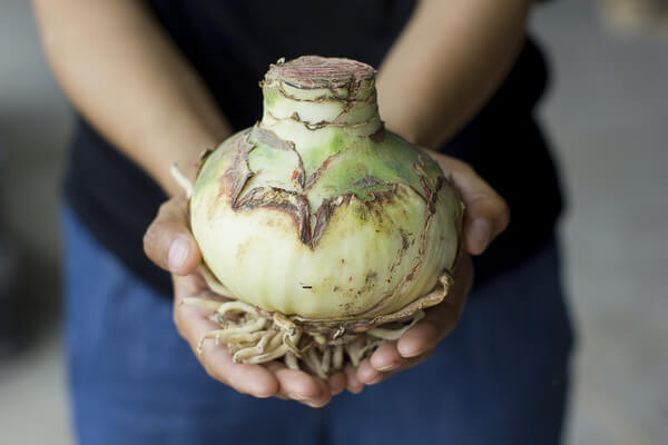 Amaryllis Zwiebel