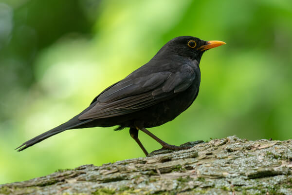 Die Amsel gehört zu den Teilziehern