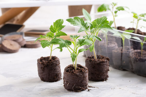 Junge Tomatenpflanzen, ausgesät in Quelltabletten