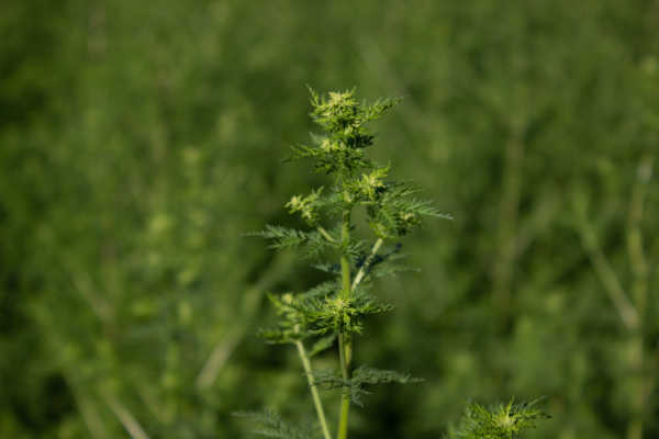 Einjährige Beifuss (Artemisia annua): Pflanze