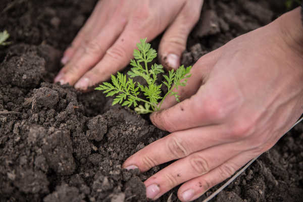 Einjähriger Beifuss: Jungpflanze setzen