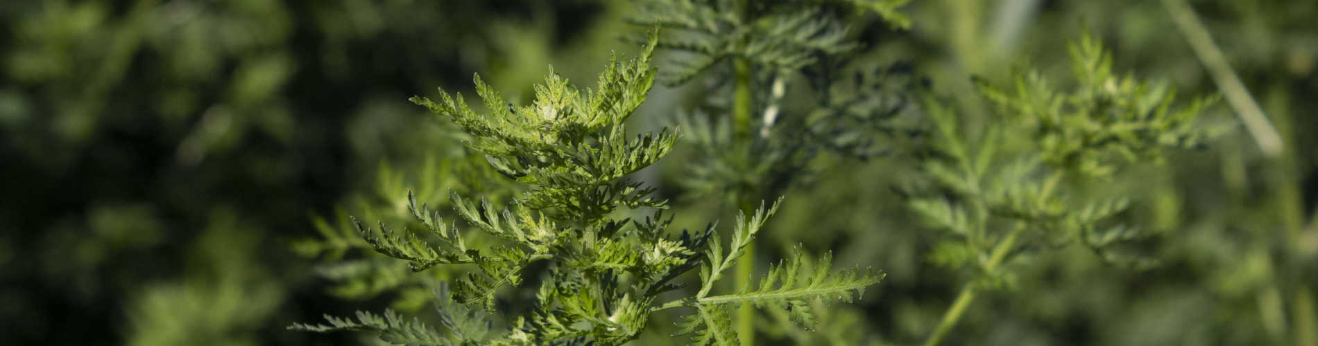 Einjähriger Beifuss - Artemisia annua