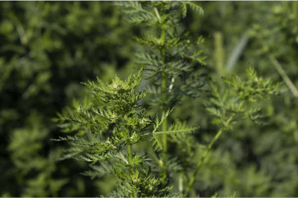 Einjährige Beifuss (Artemisia annua): Pflanze
