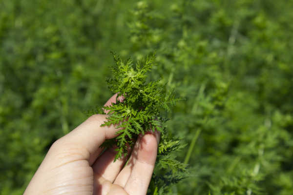 Einjährige Beifuss (Artemisia annua): Pflanze