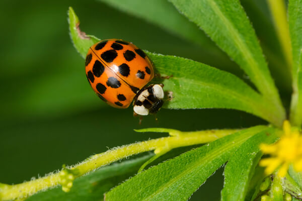 Asiatischer Marienkäfer (Harmonia axyridis)