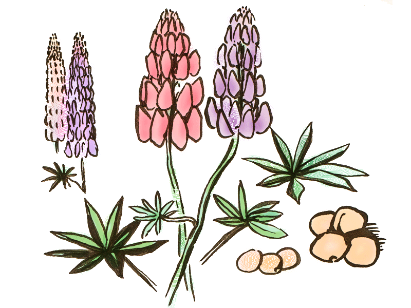 Lupinensamen