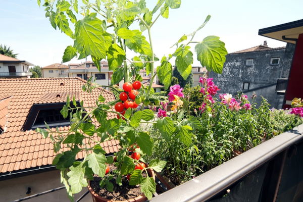 Garten auf Stadtbalkon