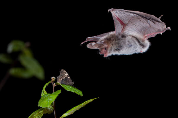 Bechsteinfledermaus Nützling