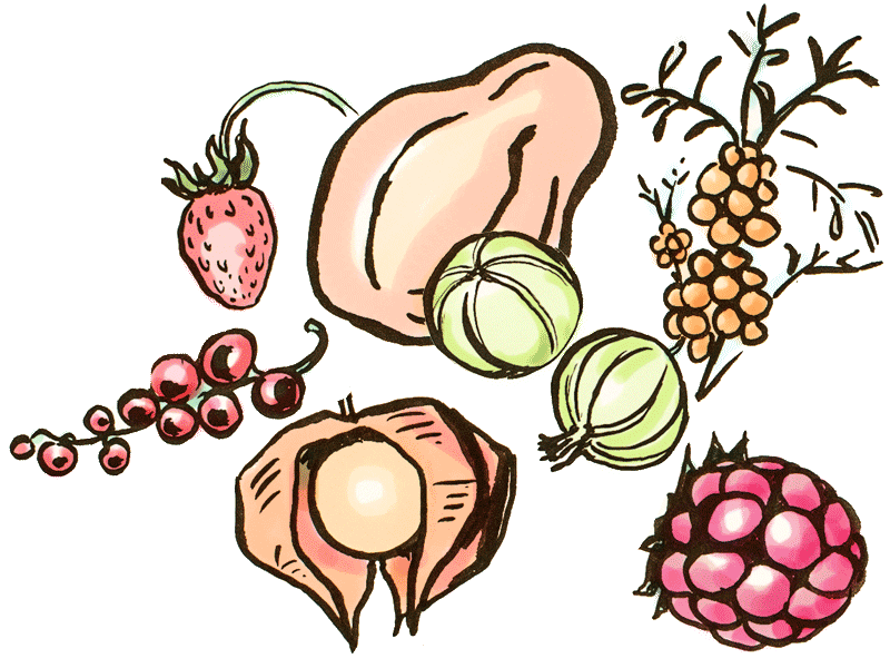 Beeren & Früchte Samen