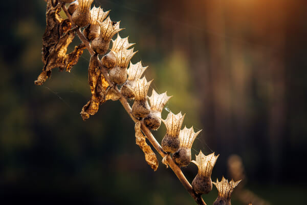 Getrockenetes Bilsenkraut