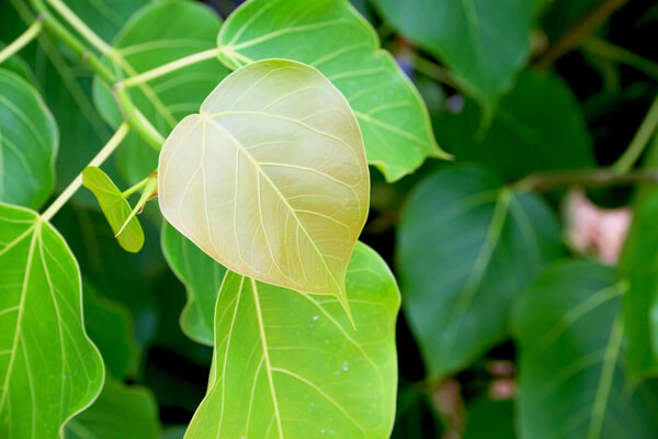 Buddha Feige Blätter