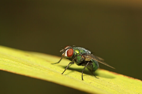 Blaue Schmeiss­fliege (Calliphora erythro­cephala)