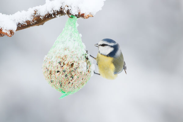 Blaumeise im Winter am Futtern