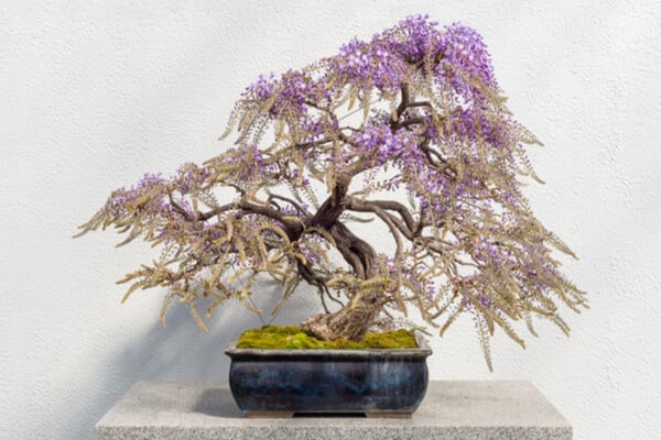 Blauregenbonsai