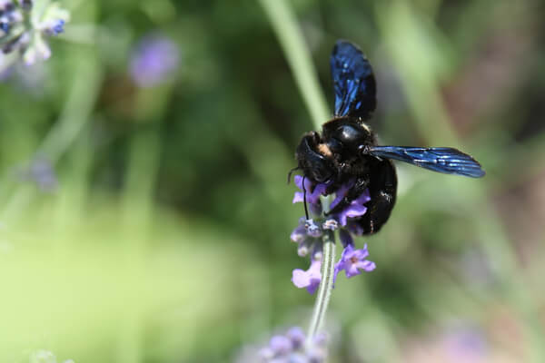 Blauschwarze Holzbiene (Xylocopa violacea)