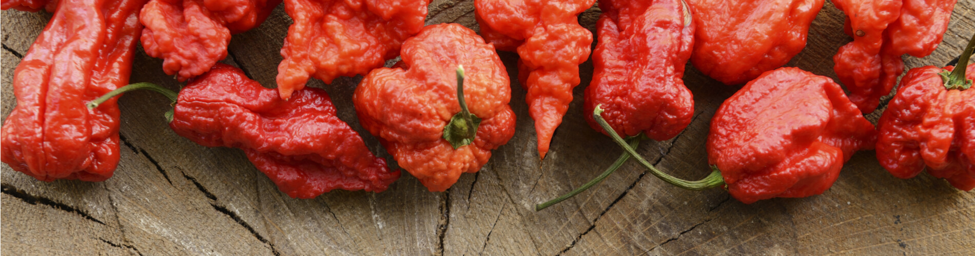 Chili Carolina Reaper