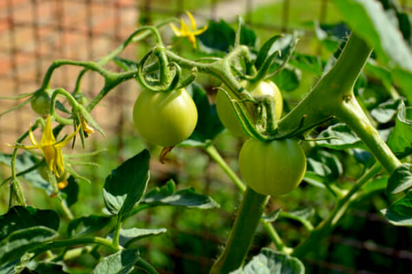 Tomatenblüte