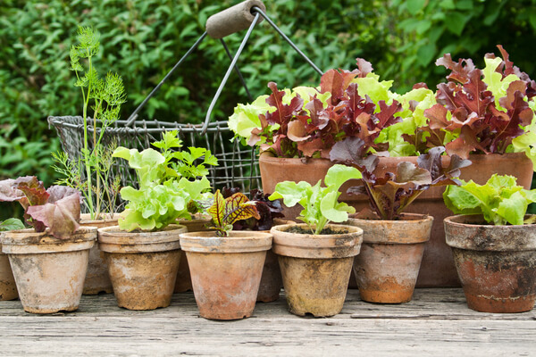 Topfgarten-Blog