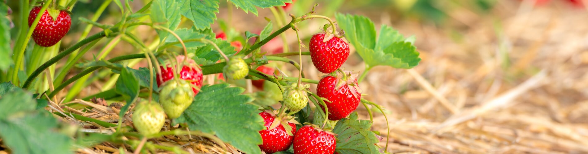 Erdbeeren