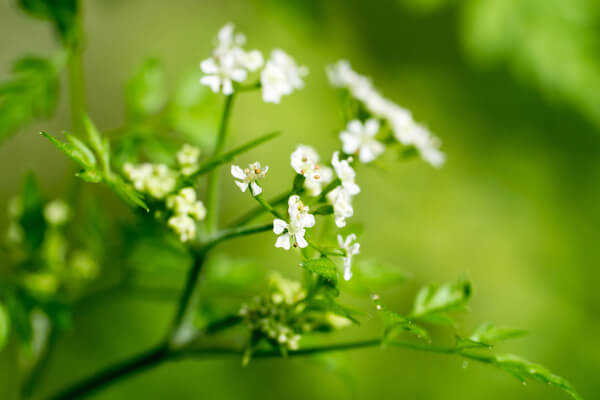 Blüte des Kerbels