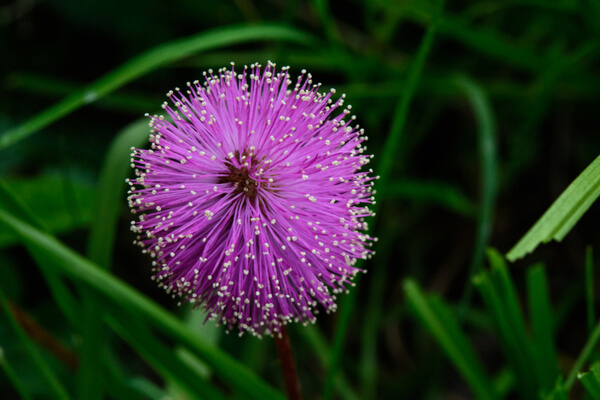 Mimose - Mimosa Blüte