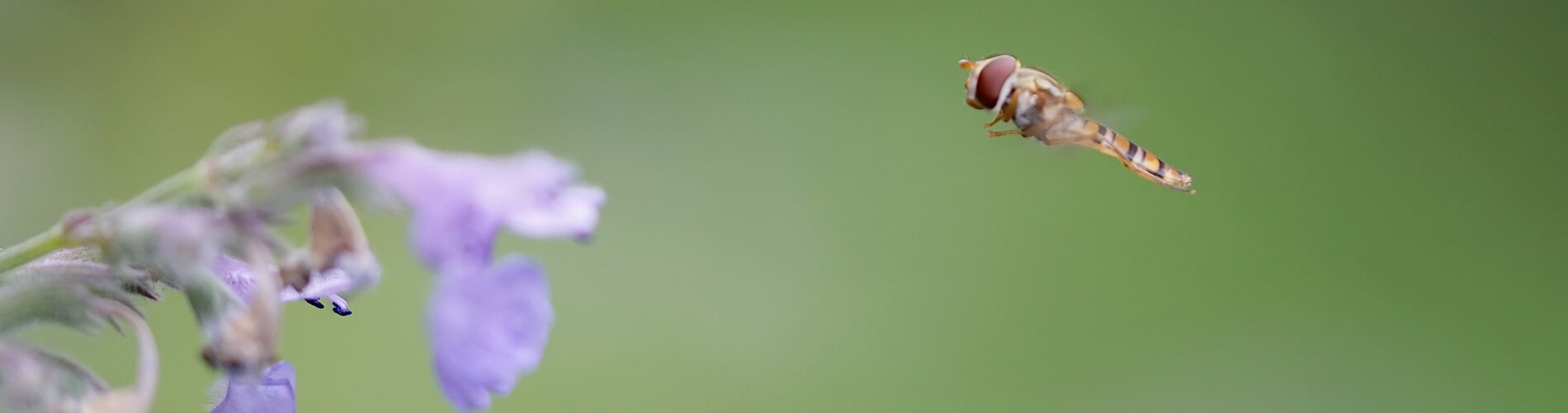 Blütenbesucher - nicht nur Bienen mögen Blüten